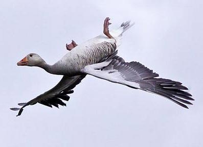 Ngỗng trời bay ngửa - 1