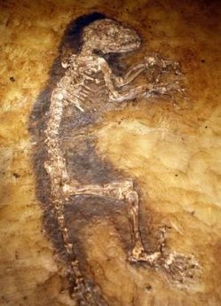 Hóa thạch 47 triệu năm "rọi sáng" về thủy tổ loài người - 2