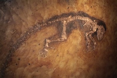 Hóa thạch 47 triệu năm "rọi sáng" về thủy tổ loài người - 3