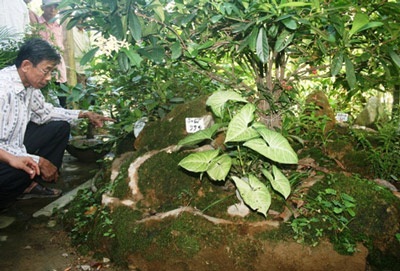 Một cựu chiến binh đột tử vì quá xúc động trong ngày kỷ niệm - 2