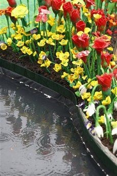 Chùm ảnh: Các loài hoa “thi sắc đẹp” ở Chelsea - 15 Chùm ảnh: Các loài hoa “thi sắc đẹp” ở Chelsea - 15