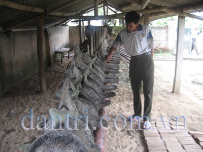 Bộ xương cá voi quý đang bị phân hủy - 1