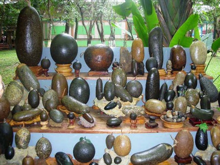 Khởi động Lễ hội trái cây mang tầm quốc tế - 4 Khởi động Lễ hội trái cây mang tầm quốc tế - 4