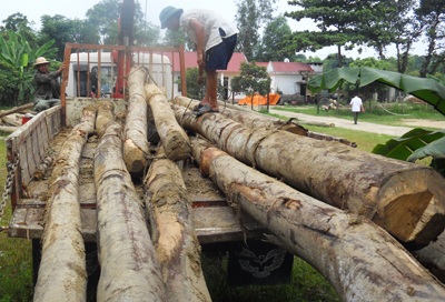 Bắt giữ gần chục m3 gỗ trên sông   - 1