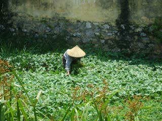 Rau muống “bẩn” lên phố - 2 Rau muống “bẩn” lên phố - 2