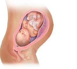 Thai 34 tuần tuổi - 1