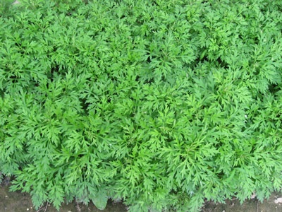 Tháng Năm ăn Tết Đoan Ngọ  - 1