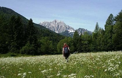 Chùm ảnh: Những sắc màu hoa dại - 10