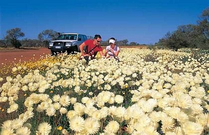 Chùm ảnh: Những sắc màu hoa dại - 4