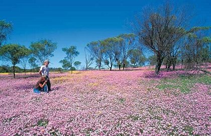 Chùm ảnh: Những sắc màu hoa dại - 1