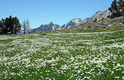 Chùm ảnh: Những sắc màu hoa dại - 8