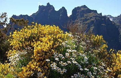 Chùm ảnh: Những sắc màu hoa dại - 6