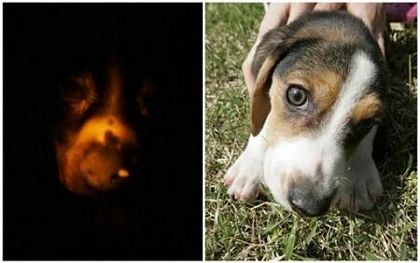 Ảnh kỳ quặc nhất tháng 5 - 13