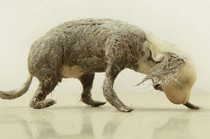 Ảnh kỳ quặc nhất tháng 5 - 7