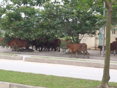 100 mét vỉa hè, 20 cống không nắp đậy - 3 100 mét vỉa hè, 20 cống không nắp đậy - 3