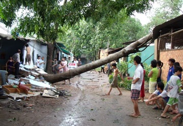 Cuồng phong quật đổ nhiều cây to tại TPHCM - 3