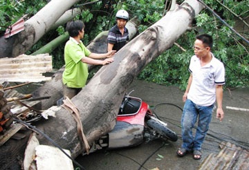 Cuồng phong quật đổ nhiều cây to tại TPHCM - 2