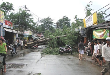 Cuồng phong quật đổ nhiều cây to tại TPHCM - 1