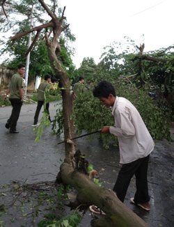 Cuồng phong quật đổ nhiều cây to tại TPHCM - 7