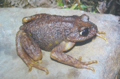 Phát hiện loài ếch mới tại Khu bảo tồn thiên nhiên Ngọc Linh - 1 Phát hiện loài ếch mới tại Khu bảo tồn thiên nhiên Ngọc Linh - 1