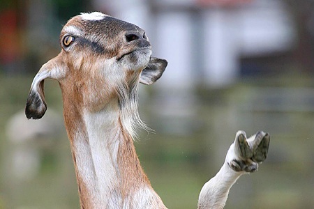 Dê biết vẫy chân chào (video) - 1