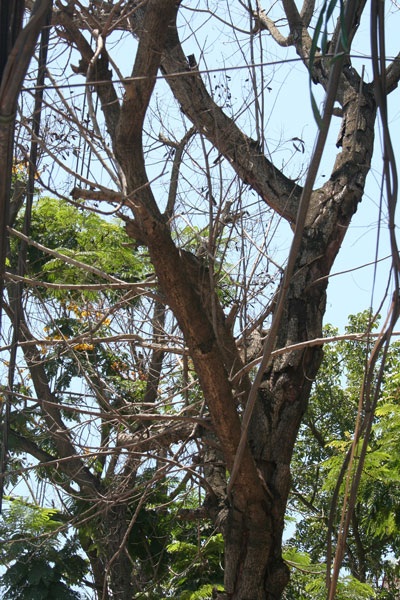 Xác cây khô “hù dọa” người đi đường - 4 Xác cây khô “hù dọa” người đi đường - 4
