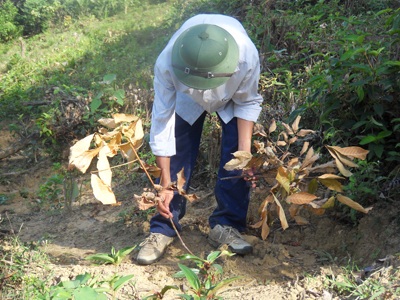 Triệt hạ hơn 4ha cao su trong một đêm - 1 Triệt hạ hơn 4ha cao su trong một đêm - 1