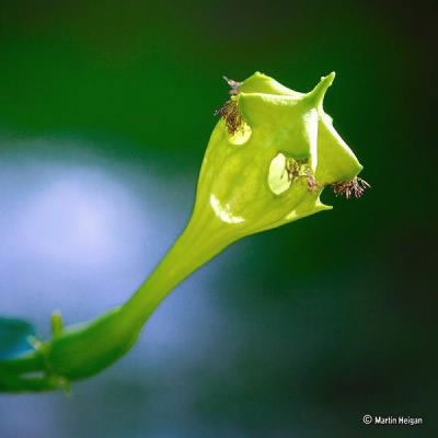 Chùm ảnh: Những loài cây và hoa hình dáng kỳ quặc - 11