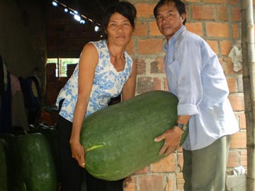 Làng bí “khổng lồ” lao đao vì ế - 1 Làng bí “khổng lồ” lao đao vì ế - 1