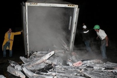 Phát hiện gần 1 tấn cocaine giấu trong cá mập đông lạnh - 1 Phát hiện gần 1 tấn cocaine giấu trong cá mập đông lạnh - 1