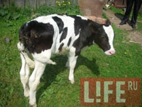 Bê 5 chân, 2 bộ phận sinh dục  - 1