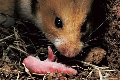 Những “bà mẹ” tệ nhất trong thế giới động vật - 3