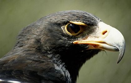 Những “bà mẹ” tệ nhất trong thế giới động vật - 4