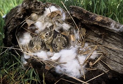 Những “bà mẹ” tệ nhất trong thế giới động vật - 5