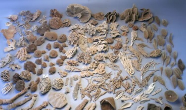 10 bộ sưu tập không “đụng hàng” - 8 10 bộ sưu tập không “đụng hàng” - 8