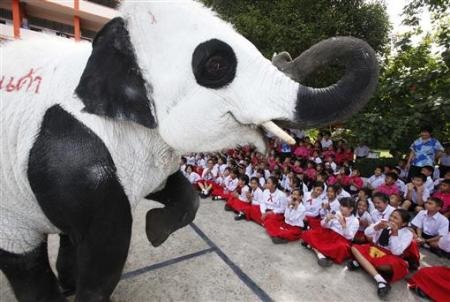 Chùm ảnh: Ngộ nghĩnh voi - gấu trúc ở Thái Lan - 7