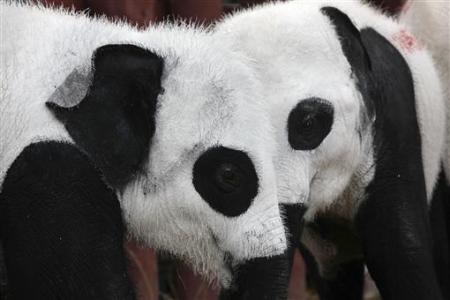 Chùm ảnh: Ngộ nghĩnh voi - gấu trúc ở Thái Lan - 5