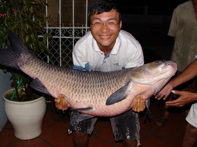 Câu được cá trắm “cụ” nặng 37,2 kg - 5 Câu được cá trắm “cụ” nặng 37,2 kg - 5