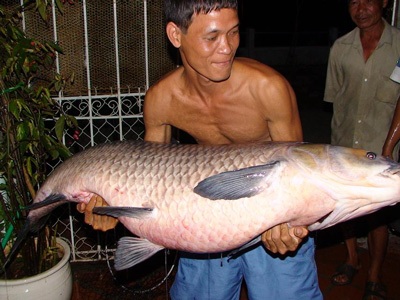 Câu được cá trắm “cụ” nặng 37,2 kg - 6 Câu được cá trắm “cụ” nặng 37,2 kg - 6