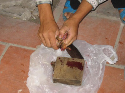 “Cóc vừa độc, vừa chứa nhiều giun sán” - 2