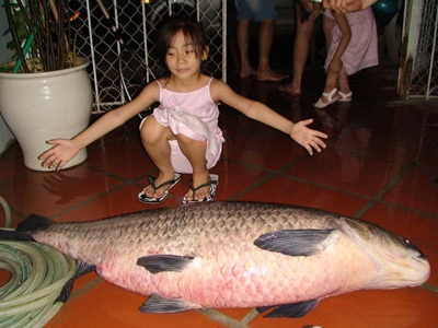 Câu được cá trắm “cụ” nặng 37,2 kg - 7 Câu được cá trắm “cụ” nặng 37,2 kg - 7