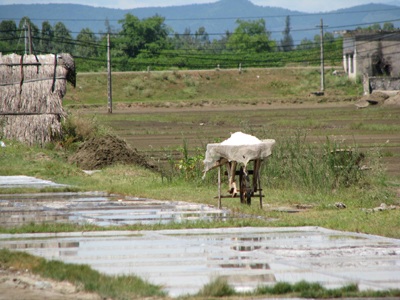 Diêm dân đau đầu vì phải làm muối bằng nước ô nhiễm - 4