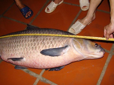 Câu được cá trắm “cụ” nặng 37,2 kg - 2 Câu được cá trắm “cụ” nặng 37,2 kg - 2