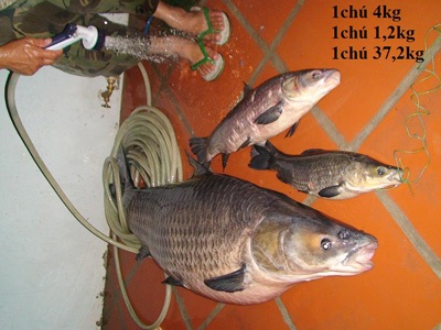 Câu được cá trắm “cụ” nặng 37,2 kg - 8 Câu được cá trắm “cụ” nặng 37,2 kg - 8