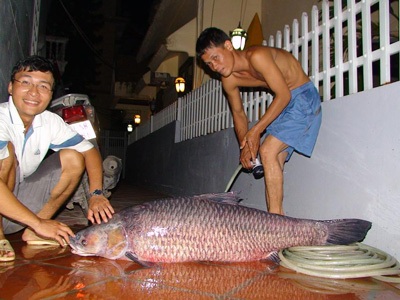 Câu được cá trắm “cụ” nặng 37,2 kg - 4 Câu được cá trắm “cụ” nặng 37,2 kg - 4