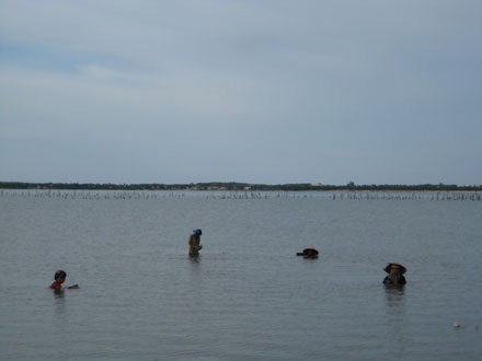 Mùa ốc ở vịnh Lăng Cô - 2 Mùa ốc ở vịnh Lăng Cô - 2