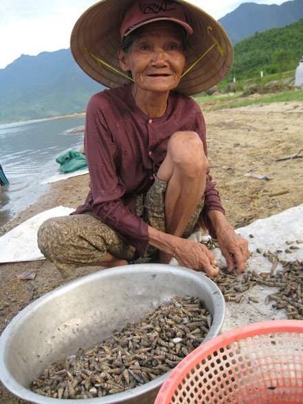 Mùa ốc ở vịnh Lăng Cô - 3 Mùa ốc ở vịnh Lăng Cô - 3