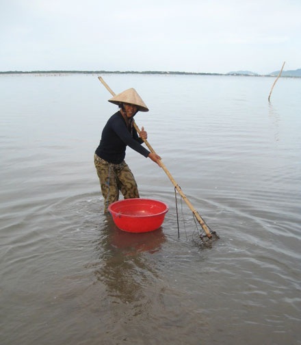 Mùa ốc ở vịnh Lăng Cô - 4 Mùa ốc ở vịnh Lăng Cô - 4