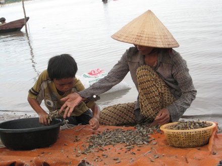 Mùa ốc ở vịnh Lăng Cô - 8 Mùa ốc ở vịnh Lăng Cô - 8