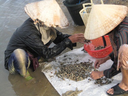 Mùa ốc ở vịnh Lăng Cô - 9 Mùa ốc ở vịnh Lăng Cô - 9